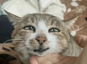 【熱心な市民の殷さん】新作上线，快来看看！