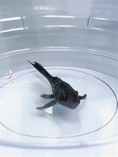 Plico Vacuum Test: Resilience Under Pressure