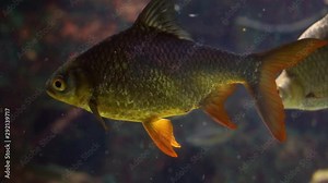 tinfoil barb in closeup, beautiful tropical fish specie from Asia, popular tropical aquarium pet