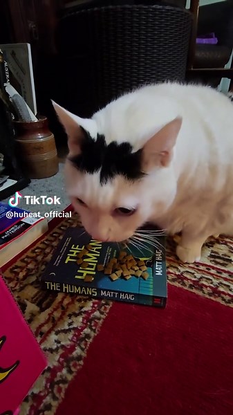 hi Ben here. i got extra treats today to shut me up after two hours of meow whinging. #benchonkycat#huhcat