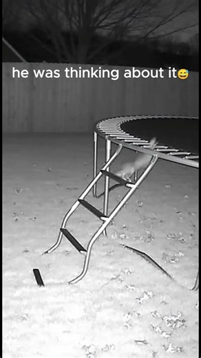 rabbit on a trampoline?