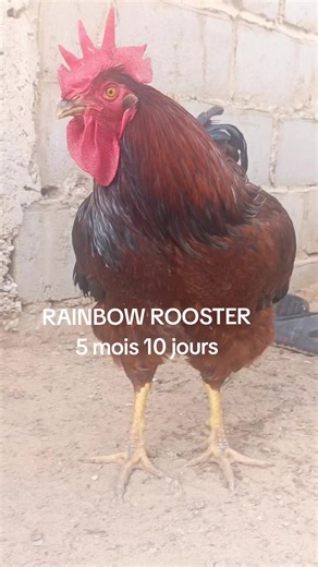 Rainbow rooster: poulet local family Fall sas rainbow rooster