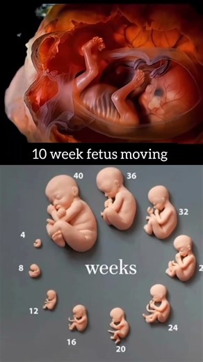 10 week little heart is moving