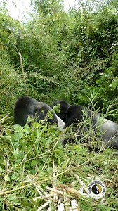 The alliance between the silverbacks in a group is key to group cohesiveness. Though they get along and respect each other, you rarely see them resting together. Here you can see dominant silverback Gicurasi of Pablo’s group and subordinate silverback, Ubwuzu, peacefully enjoying a rest together. 🥰 #mountaingorillas #nature #conservation 📸: James Munyawera | Dian Fossey Gorilla Fund
