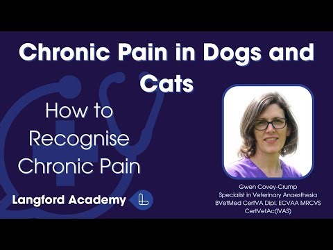 Chronic Pain in Dogs and Cats Part 2: How to Recognise Chronic Pain