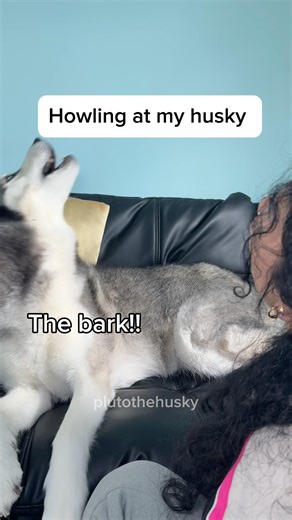 Update: My husky thinks I’m broken! #huskies #talkingdog #howling #funnydog #cutedogs #sweetdog #pup