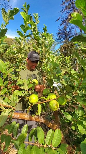 Cultivo de Guayaba Taiwánes en El Salvador