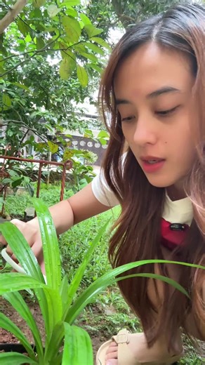 Siapa yang dari kemarin jajan sirup mulu 😌 Bikin homemade sirup gampang banget gesss Bahan : 375 gr Gula 375 ml Air Kelapa (bisa ganti air biasa) 2-5 gr Essence coco pandan (tergantung brand/ merk) 3 lembar daun pandan Cara membuat : 1. Campurkan gula pasir, air dan daun pandan dalam panci. 2. Aduk aduk, dan masak sampai gula larut. 3. Setelah gula larut, kecilkan api dan masak 5-7 menit sampai konsistensi nya cukup kental. 4. Diamkan dulu dalam panci hingga suhu ruang. 5. Pindahkan dalam botol