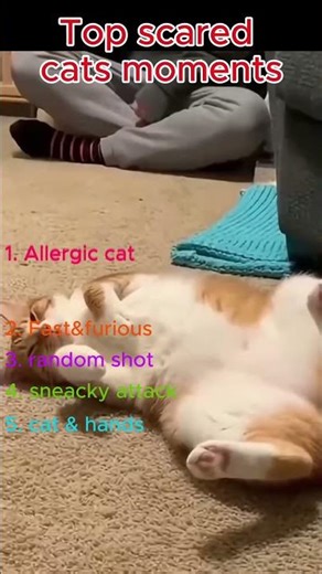 Cat vs Dog Prank Gone WRONG 😂 #shorts #funnyvideos #animals