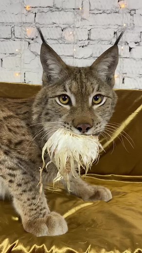 Russian Lynx Growling | Sounds of the Wild