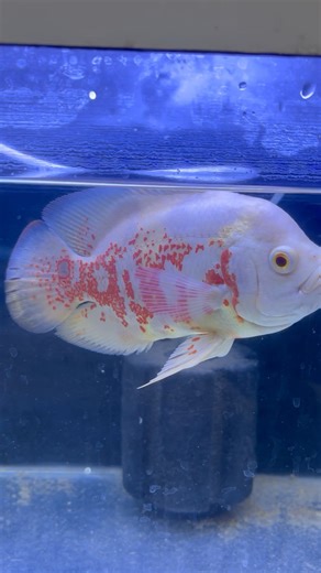 Big size oscar fish | #oscarfish #fish #shorts