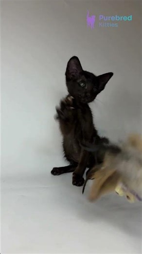 Meet Ragnara: Ebony Oriental Shorthair with Bright Green Eyes & Expressive Charm😻 #OrientalShorthair