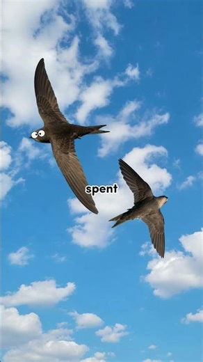 The Common Swift: The Bird That NEVER Lands (Almost!)