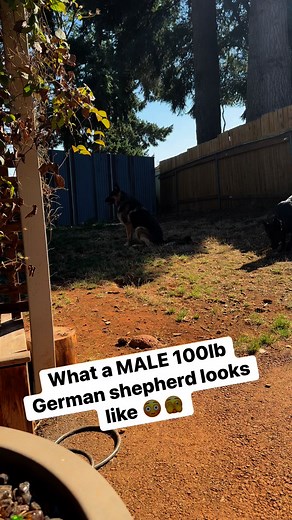 533K views · 9K reactions | He’s a VERY LARGE MALE German shepherd!! #germanshepherd #germanshepherdpuppy #germanshepherdsofinstagram #gsd #gsdlove #gsdpuppy #reels #reelsvideoシ | Zeus and Luna | Facebook