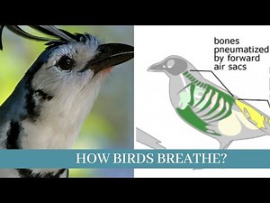 How do birds breath || how birds breathe inside egg || Breathing by birds