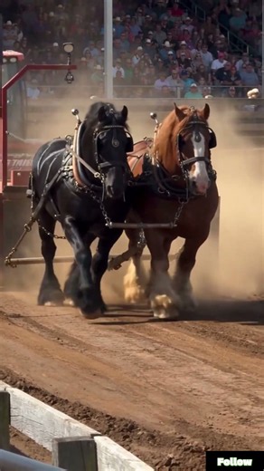 Two giant black and chestnut draft horses pull maximum load in slow motion power
