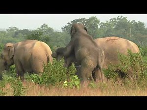 Wild Elephants Mating in Forest – Rare Moment Captured on Camera💯
