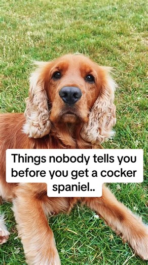Things nobody tells you before you get a cocker spaniel 🥹 #fyp #fypシ #fypシ゚viral #cockerspaniel #cocker #spaniel #cockerspanielsoftiktok #cockerspaniels #cockersoftiktok #cockerspanieltiktok