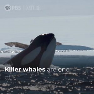 69K views · 1.3K reactions | Killer whales are one of the most successful predators on the planet, but one tiny group in Antarctica hunts like no others. Expedition Killer Whale premieres Wednesday, February 12 at 8/7c on PBS. | Nature | PBS | Facebook