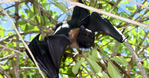 Creepin’ it Real: Why Bats Don’t Suck | U.S. Fish & Wildlife Service
