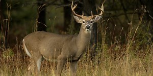 Do Not Eat deer advisory for Clark’s Marsh remains in place