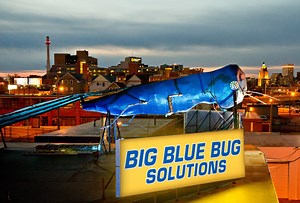 Burrowing into a Rhode Island icon: What is the Big Blue Bug?