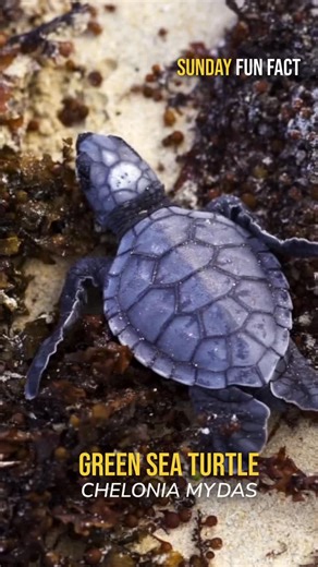 #SundayFunFacts are in! Sea turtles begin life in a race against time, breaking free from their shells and crossing the sand to reach the ocean while avoiding predators. 🐢🌊 Their early years are spent drifting in open waters, feeding on plankton, before moving to coastal areas where seagrass becomes their main food. After decades of threats like hunting, habitat loss, and bycatch, a major milestone was reached when green sea turtles were removed from the endangered species list, showing that l