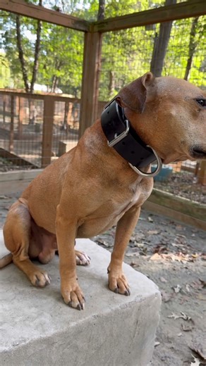 Rondo rocking his new Ever Grit collar from Grit & Steel 🔥