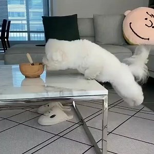 11K views · 169 reactions | Eat healthily and exercise daily | About Poodle | Facebook