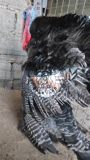 Discovering the Colored Giants: Broadbreasted Turkeys