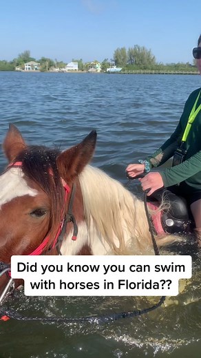 Swim with Horses at C Ponies in Bradenton, FL