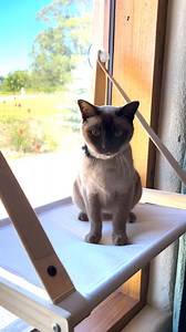 This kitty loves the Buddy & Belle Cat Window Perch! It's the perfect spot to relax, observe, and enjoy the outside world from the comfort of home. With its sturdy design and comfy padding, it's a must-have for every curious cat! Shop now: https://brnw.ch/CatWindowPerch | Petstock