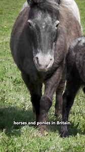 🐎A Cute Pony Breed! | Discoverthehorse