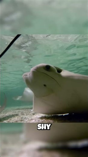 The Ray That's SECRETLY a Gentle Giant?! 🥰