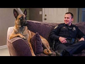 Don't be Fooled... These Malinois are Real Comedians! 🤣 Funny BELGIAN MALINOIS