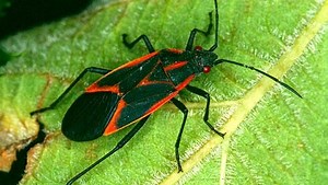 What are those black and red bugs crawling all over Fort Collins?