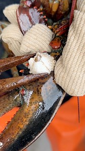 Big Barnacle and a new Vnotch tool! I can’t make fun of Coty too bad! We’ve all been there! 😅 #maine #lobster #fishing #barnacle #asmr #satasfying #interesting #educate #learn | Jacob Knowles