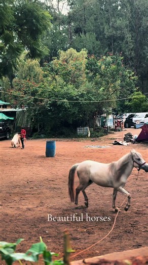 Beautiful horses of Baguio