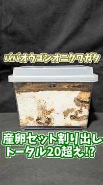 ババオウゴンオニの産卵セット割り出し～【亜雄晴のクワカブ飼育記】 #クワガタ #カブトムシ #shorts #ババオウゴンオニクワガタ #産卵セット #菌床産卵 #割り出し