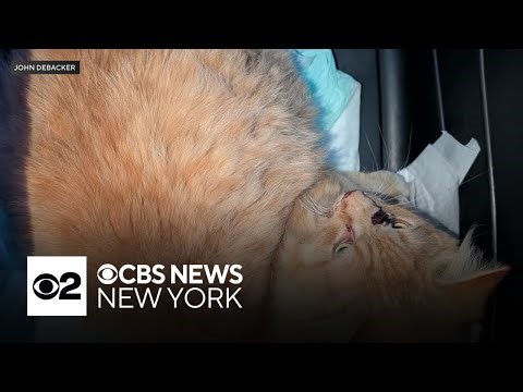 Cat rescued from Long Island Rail Road tracks