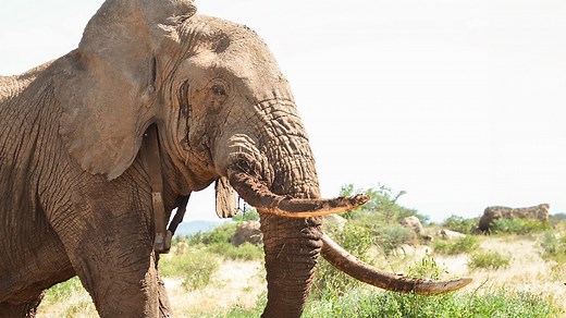 BBC One - Nature's Epic Journeys