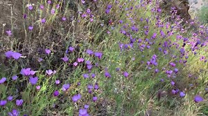 104 reactions · 4 comments | Farewell-to-spring, clarkia amoena,...