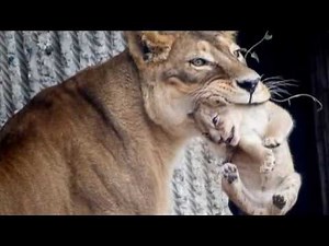 Danish Copenhagen Zoo kills four young healthy lions, weeks after killing Marius the giraffe