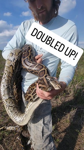 Kev Pav | Mating pairs are two times the chaos! Luckily, this capture went smoothly, and these two didn't put up much of a fight (they seemed worn... | Instagram