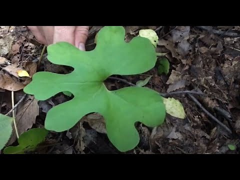 Tree Talk: Bloodroot