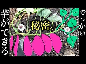 大きなさつまいもを収穫するために知っておいた方がいいこと。