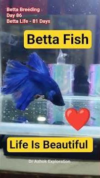Betta Breeding Day 86. How to Breed Bettafish successfully. 100% result breed. Healthy Parent Bettas
