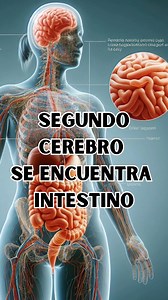 547K views · 17K reactions | ¿Te imaginas que tu intestino pudiera...