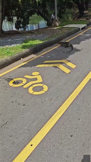 Bangkok dragon hugging cycling lane