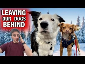 Training Your Dog To Be Alone: How To Use "Play" to Overcome Separation Anxiety